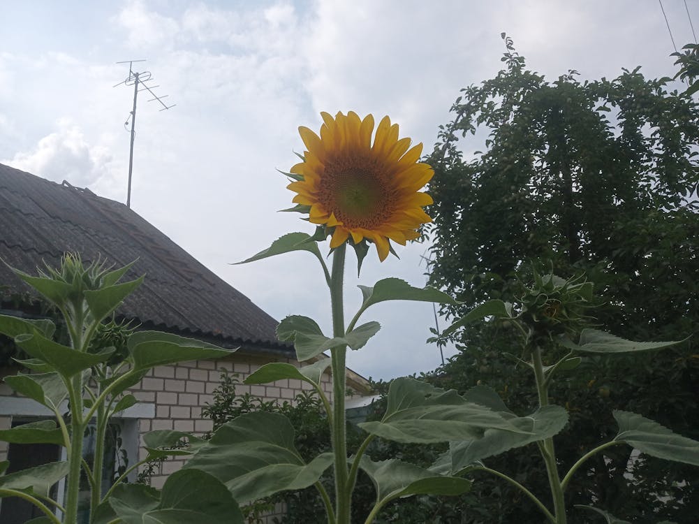 Nghề Cầm Lái: Đánh Đổi Sức Khỏe Sau Vô Lăng Và Những Góc Khuất Ít Ai Biết